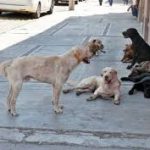 Vecina de la avenida Manco Cápac solicita eliminar a canes callejeros