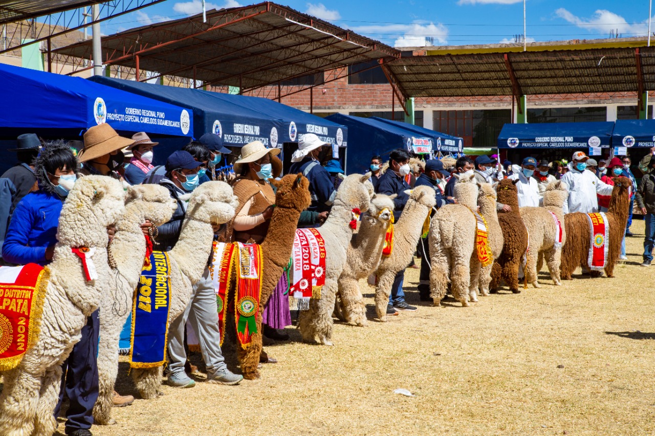 Muestran potencialidades de la alpaca en festival regional LA DECANA