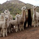 Mortalidad de camélidos en Puno se reduce gracias a menor incidencia de heladas