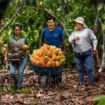 Falta darle valor agregado al cacao producido en la selva de Puno según directivo de asociación de productores