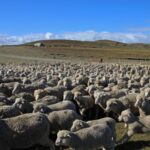 Puno: Gobierno inicia proyecto para impulsar la producción de ovinos en comunidades