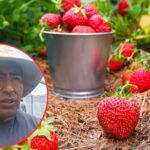 La producción orgánica de fresa en Ácora necesita mayor inversión para crecer y acceder a nuevos mercados