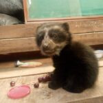 Carabaya: wawa ukumarikunatan tarinko uk wasi uhupi