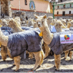 CITEtextil Camélidos Puno impulsa transformación digital de las Mype textiles