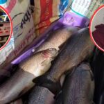 Denuncian presunto abuso de autoridad tras decomiso de más de 500 kilos de trucha en Ichu