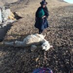 Sandia: paqochakuna wañusqa pasaqta qasa qasaqtin