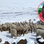 Reportan mortandad de crías de camélidos en comunidades altoandinas por descenso de temperaturas